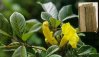 Tahuari - Tabebuia serratifolia