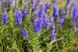 Yzop lékařský - Hyssopus officinalis