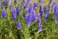 Yzop lékařský - Hyssopus officinalis Yzop lékařský - Hyssopus officinalis