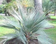 Nannorrhops - Mrazuvzdorná palma semena 4ks
