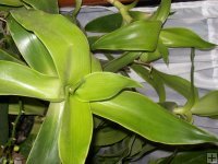 Kalísie voňavá - Domácí ženšen živé rostliny