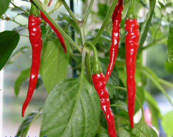 Chilli Cayenský pepř semena 5Ks - Kliknutím na obrázek zavřete