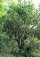 Tea Tree - Melaleuca alternifolia