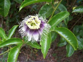 Maracuja - Passiflora edulis