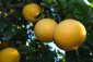 Grep - Citrus paradisi