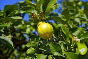 Citroník limonový - Citrus limon