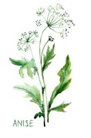 Anýz vonný - Pimpinella anisum