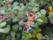 Ostružiník křovitý - Rubus fruticosus