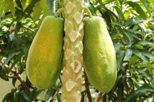 Papája - Carica papaya