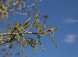Topol černý - Populus nigra