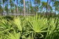 Saw palmetto - Serenoa repens