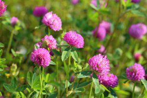 Jetel luční - Trifolium pratense