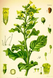 Tabák selský - Nicotiana rustica semena
