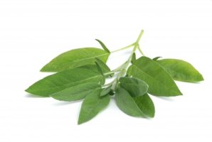 Šalvěj lékařská - Salvia officinalis