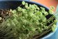 Chia semínka - Salvia hispanica