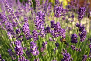 Levandule lékařská - Levandula angustifolia