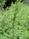 Pelyněk pravý - Artemisia absinthium