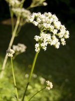 Kozlík lékařský - Valeriana officinalis