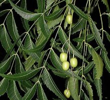 Neem - Azadirachta indica