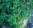 Šalvěj červenokořenná - Salvia miltiorrhiza