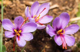 Šafrán setý - Crocus sativus