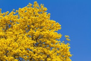 Tahuari - Tabebuya serratifolia