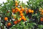Pomerančovník čínský - Citrus sinensis