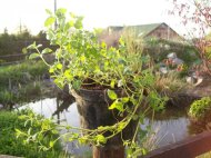 Máta jahodová - živé rostliny