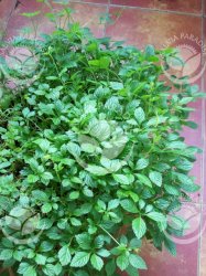Jiaogulan - ženšen pětilistý živé rostliny