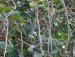 Guduchi - Tinospora cordifolia