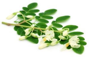 Moringa olejodárná - Moringa oleifera