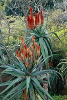 Aloe Kapská - Aloe capensis