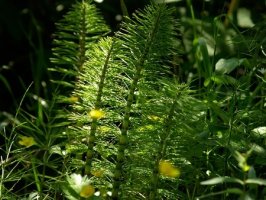 Přeslička rolní - Equisetum arvense