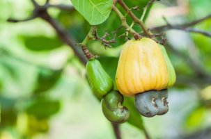 Kešu ořechy - Anacardium occidentale