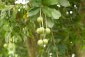 Makadamové ořechy - Macadamia