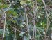 Guduchi - Tinospora cordifolia