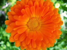 Měsíček lékařský - Calendula officinalis