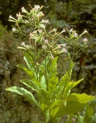 Tabák virginský - Nicotiana tabacum semena