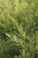 Tea Tree - Melaleuca alternifolia