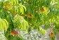Broskvoň obecná - Prunus persica