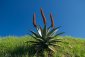 Aloe kapská - Aloe capensis