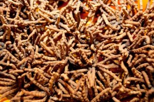 Cordyceps - Housenice čínská