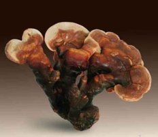 Lesklokorka lesklá - Ganoderma lucidum