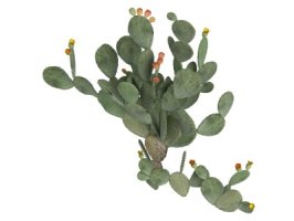 Nopál - Opuntia ficus indica