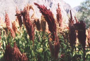 Kiwicha - Amaranthus caudatus