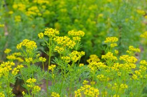 Routa vonná - Ruta graveolens