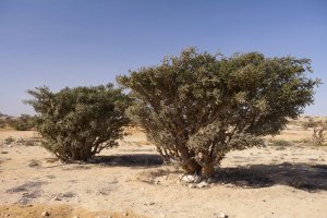 Kadidlovník pilovitý - Boswellia serrata