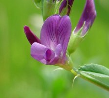 Alfalfa - Vojtěška - Medicago sativa