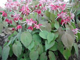 Epimedium sagittatum - ŠKORNICE