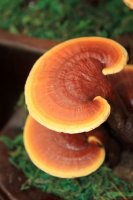 Lesklokorka lesklá - Ganoderma lucidum